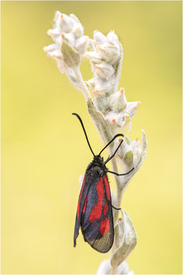 Südliches Platterbsen-Widderchen (Zygaena romeo), Italien, Region Aostatal, 900m