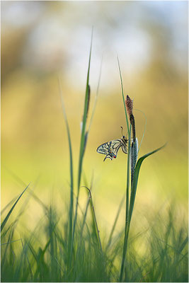 Schwalbenschwanz (Papilio machaon), Deutschland, Baden-Württemberg