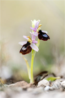 Ophrys aurelia, Bouches-du-Rhône