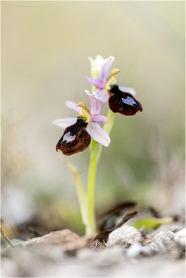 Ophrys aurelia, Bouches-du-Rhône