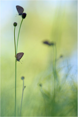 Dunkler Wiesenknopf-Ameisenbläuling (Phengaris nausithous), Deutschland, Baden-Württemberg