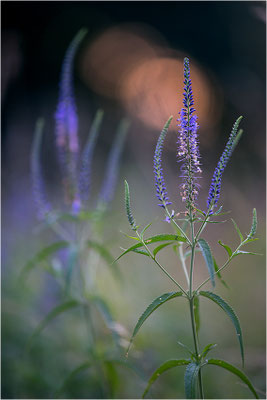 Langblättriger Ehrenpreis (Veronica longifolia), Deutschland, Baden-Württemberg