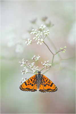 Roter Scheckenfalter (Melitaea didyma), Männchen, Frankreich, Drôme
