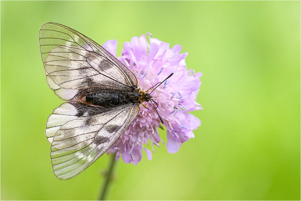 Schwarzer Apollo (Parnassius mnemosyne), Frankreich, Ardèche