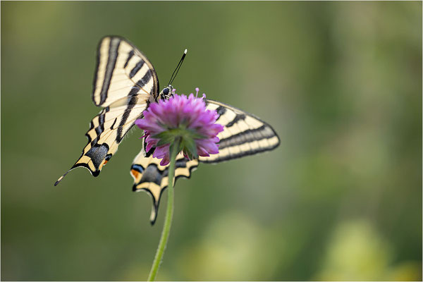 Südlicher Schwalbenschwanz (Papilio alexanor destelensis), Weibchen, Frankreich, Var