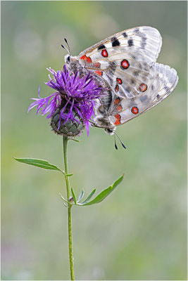 Roter Apollo (Parnassius apollo leovigildus), Frankreich, Dep. Alpes-de-Haute-Provence