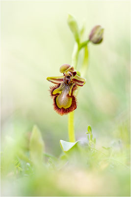 Spiegel-Ragwurz (Ophrys speculum)