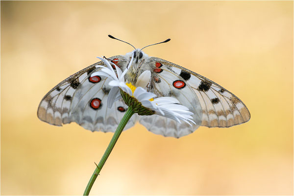 Roter Apollo (Parnassius apollo fennoscandicus), Finnland, Turku