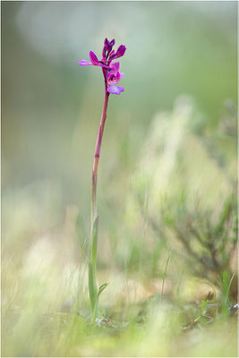 Anacamptis ×gennarii - Hybride aus Schmetterlings-Hundswurz (Anacamptis papilionacea) und Kleiner Hundswurz (Anacamptis morio picta),, Dep. Var, Frankreich