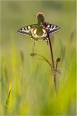 Schwalbenschwanz (Papilio machaon), Deutschland, Baden-Württemberg