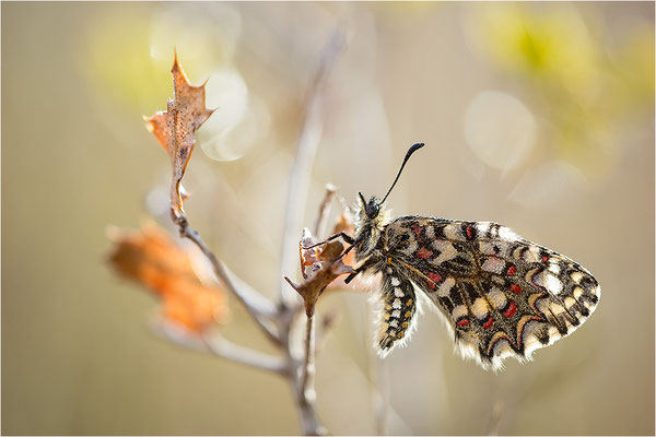 Spanischer Osterluzeifalter (Zerynthia rumina), Frankreich, Bouches-du-Rhône