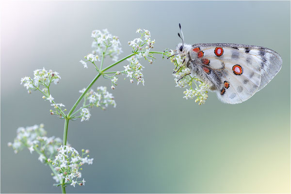 Roter Apollo (Parnassius apollo vercoricus), Frankreich, Dep. Isere