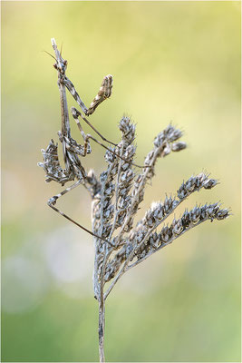 Hauben-Fangschrecke (Empusa pennata), Weibchen (subadult), Frankreich, Drôme