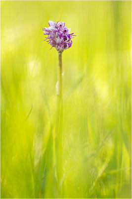 Affen-Knabenkraut (Orchis simia), Deutschland, Baden-Württemberg, mittlerer Oberrhein