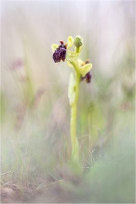 Ophrys bombyliflora