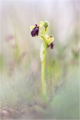 Ophrys bombyliflora