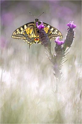 Schwalbenschwanz (Papilio machaon), Frankreich, Dep. Var