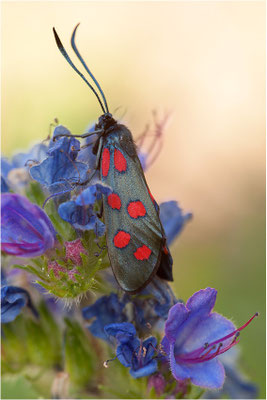 Sechsfleck-Widderchen (Zygaena filipendulae), Schweiz, Wallis