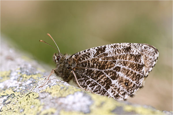 Gletscherfalter (Oeneis glacialis), Italien, Region Aostatal, 2300m