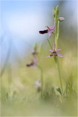 Drôme-Ragwurz (Ophrys drumana), Frankreich, Dep. Drôme