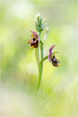 Ophrys annae
