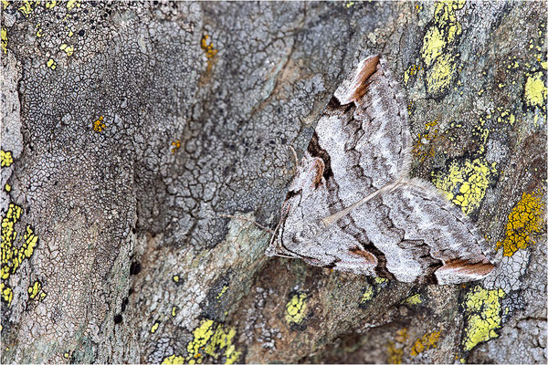 Bergheiden-Johanniskrautspanner (Aplocera praeformata), Frankreich, Dep. Savoie