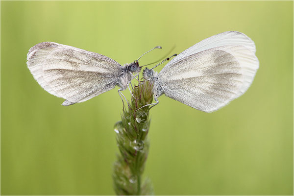 Tintenfleck-Weißling (Leptidea sinapis bzw. juvernica), links Männchen, rechts Weibchen, Deutschland, Baden-Württemberg