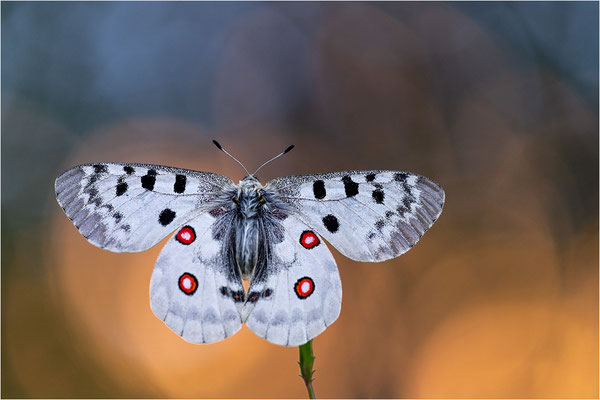 Roter Apollo (Parnassius apollo vercoricus), Frankreich, Dep. Isere