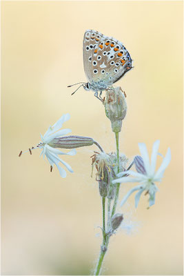 Himmelblauer Bläuling (Polyommatus bellargus), Weibchen, Deutschland, Baden-Württemberg