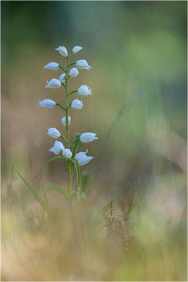 Schwertblättriges Waldvöglein (Cephalanthera longifolia), Schweden,  Farö