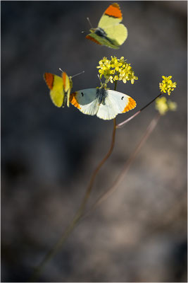 Gelber Aurorafalter (Anthocharis euphenoides), Werbeverhalten, Frankreich, Ardèche