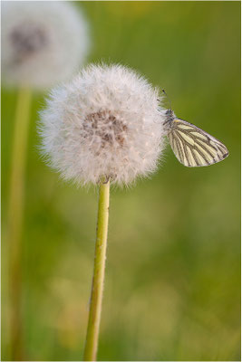 Grünader-Weißling (Pieris napi), Deutschland, Baden-Württemberg