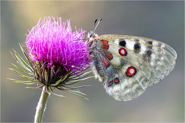 Roter Apollo (Parnassius apollo pyrenaicus), Frankreich, Dep. Hautes-Pyrénées