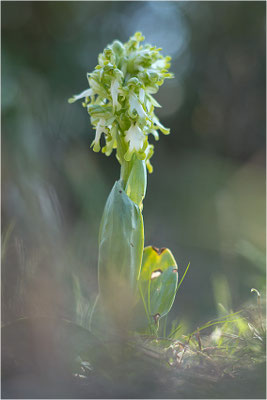 Riesen-Knabenkraut (Himantoglossum robertianum), Provence, Frankreich