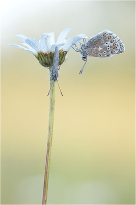 Himmelblauer Bläuling (Polyommatus bellargus), Deutschland, Baden-Württemberg