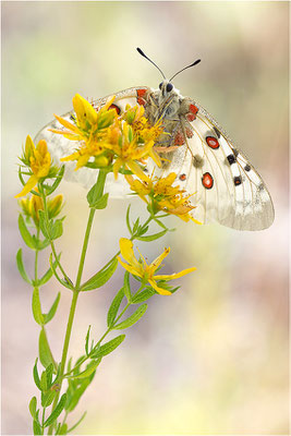 Roter Apollo (Parnassius apollo venaissimus), Frankreich, Dep. Vaucluse