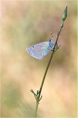 Alexis-Bläuling (Glaucopsyche alexis), Weibchen, Frankreich, Ardèche