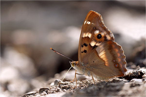 Kleiner Schillerfalter (Apatura ilia), Männchen, Deutschland, Baden-Württemberg