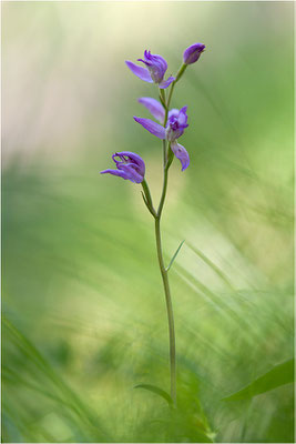 Rotes Waldvöglein (Cephalanthera rubra), Schweiz, Oberwallis