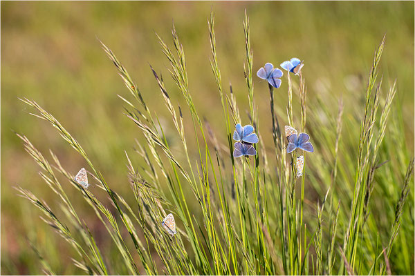 Himmelblauer Bläuling (Polyommatus bellargus) und Hauhechel-Bläuling (Polyommatus icarus), Deutschland, Baden-Württemberg