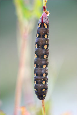 Labkrautschwärmer (Hyles gallii)