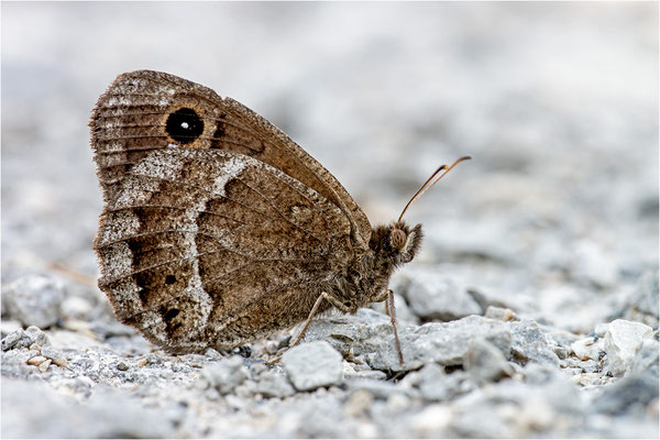 Satyrus actaea, Frankreich, Dep. Var