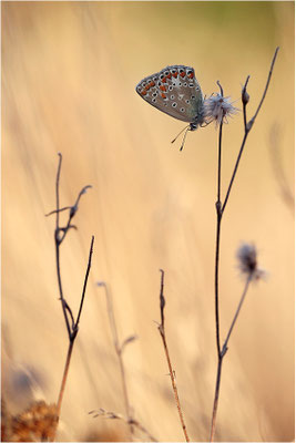 Gemeiner Bläuling (Polyommatus icarus), Weibchen, Deutschland, Baden-Württemberg