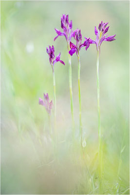 Anacamptis x menosii - Hybride aus Großblütiger Schmetterlings-Hundswurz (Anacamptis papilionacea expansa) und Wanzen-Spitzorchis (Anacamptis coriophora), Dep. Aveyron, Frankreich