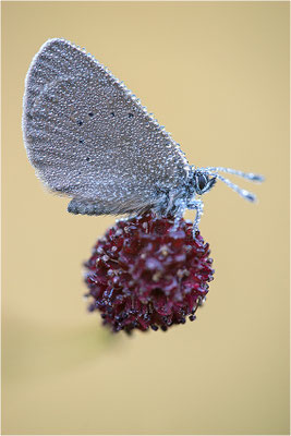 Dunkler Wiesenknopf-Ameisenbläuling (Phengaris nausithous), Deutschland, Baden-Württemberg