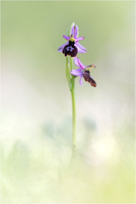 Drôme-Ragwurz (Ophrys drumana), Frankreich, Dep. Drôme