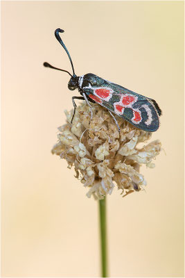 Okzitanisches Widderchen (Zygaena occitanica), Frankreich, Drôme