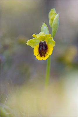 Ophrys lutea, Bouches-du-Rhône