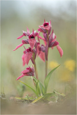 Verkannter Zungenstendel (Serapias neglecta), Frankreich, Var