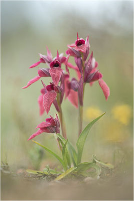 Verkannter Zungenstendel (Serapias neglecta), Frankreich, Var